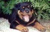 Rottweiler Hund
