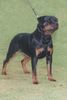 Rottweiler Hund