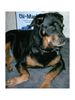 Rottweiler Foto: Meine Süsse Maus (ID 7007) Rottweiler Hund