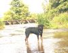 Rottweiler Foto: Tessa an unser´m Lieblingsort... (ID 14138) Rottweiler Hund