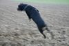 Rottweiler Foto: ich bin gut drauf (ID 20420) Rottweiler Hund