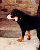Rottweiler Foto: ich Wache gut Achtung (ID 20421) Rottweiler Hund