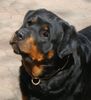 Rottweiler Foto: Gamba v. Schwaiger Rathaus (ID 36775) Rottweiler Hund
