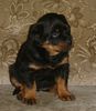 Rottweiler Foto: indira (ID 8217) Rottweiler Hund