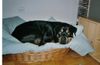 Rottweiler Hund