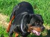 Rottweiler Foto: KING from SHAR (ID 34298) Rottweiler Hund