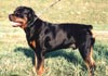 Rottweiler Foto (ID 38) Rottweiler Hund