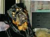 Rottweiler Hund
