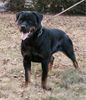 Rottweiler Hund