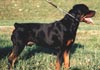 Rottweiler Foto (ID 39) Rottweiler Hund
