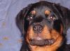 Rottweiler Foto: mein neuer Rotti weibchen (ID 20240) Rottweiler Hund