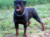 Rottweiler Foto: KING from SHAR (ID 34226) Rottweiler Hund