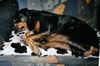 Rottweiler Foto: Bandito beim Spielen (ID 10110) Rottweiler Hund