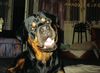 Rottweiler Hund