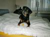 Rottweiler Foto: Bandito beim Spielen (ID 10111) Rottweiler Hund