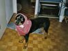 Rottweiler Foto: Bandito beim Spielen (ID 10113) Rottweiler Hund