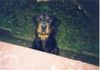 Rottweiler Foto (ID 6132) Rottweiler Hund