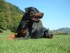 Rottweiler Hund