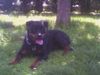 Rottweiler Foto: Xena (ID 11967) Rottweiler Hund