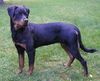 Rottweiler Foto: Peewee vom Hause Ditscher (7 Monate) (ID 1354) Rottweiler Hund