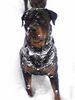 Rottweiler Foto (ID 17919) Rottweiler Hund