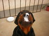 Rottweiler Hund