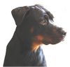 Rottweiler Foto: uuund stillhalten ... (ID 39348) Rottweiler Hund