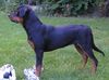 Rottweiler Foto: Quenda vom Mariannenthal (7 Monate) (ID 1355) Rottweiler Hund