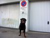 Rottweiler Foto: KING from SHAR (ID 35884) Rottweiler Hund