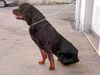 Rottweiler Foto: KING from SHAR (ID 35883) Rottweiler Hund