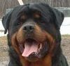 Rottweiler Foto: Rottweiler görsün millet (ID 14602) Rottweiler Hund