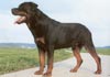 Rottweiler Foto (ID 6) Rottweiler Hund