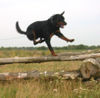 Rottweiler Foto: flying dog (ID 28339) Rottweiler Hund