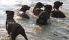Rottweiler Foto: hurra es ist wieder Sommer (ID 11918) Rottweiler Hund