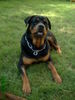 Rottweiler Foto: Puma (ID 38675) Rottweiler Hund