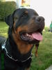 Rottweiler Foto: AJay (ID 38673) Rottweiler Hund