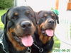 Rottweiler Foto: Unsere hunde (ID 38674) Rottweiler Hund