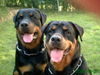 Rottweiler Foto: Unsere hunde (ID 38672) Rottweiler Hund