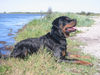 Rottweiler Foto (ID 28340) Rottweiler Hund
