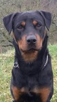 Rottweiler Hund