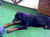 Rottweiler Hund