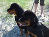 Rottweiler Hund