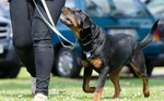 Rottweiler Hund