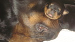 Rottweiler Hund