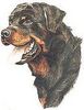 Rottweiler Foto (ID 3038) Rottweiler Hund