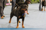 Rottweiler Hund