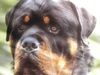Rottweiler Foto (ID 20877) Rottweiler Hund