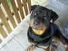 Rottweiler Foto (ID 21815) Rottweiler Hund