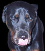 Rottweiler Foto (ID 29765) Rottweiler Hund
