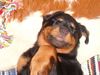 Rottweiler Foto: Still die Schläft (ID 20416) Rottweiler Hund
